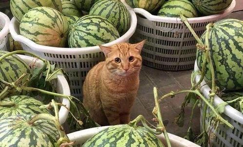 娱乐吃瓜酱玉麒麟,娱乐吃瓜界的风云人物